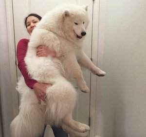 Особенности породы