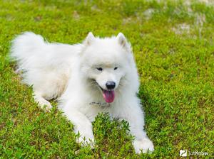 Описание породы собаки