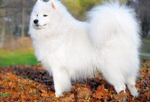 Самоедская собака: описание породы, характер и уход