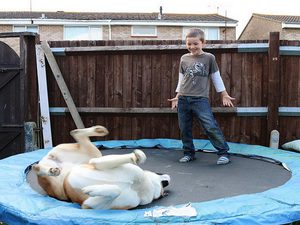 Где можно приобрести собаку американская акита