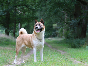 Особая порода собаки американская акита