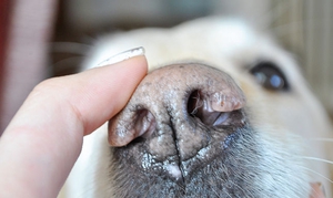 Определение заболевания