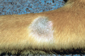 Демодекоз у собак- лечение