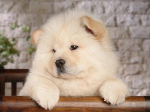 Порода Чао- Чао