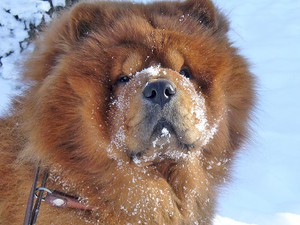 Взрослая Чао- Чао на снегу