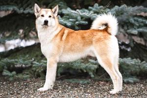 Восточно-сибирская лайка: описание породы, характер и уход