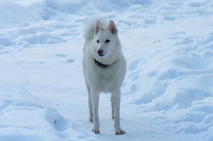 Белая восточно сибирская лайка-уход