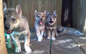 Щенок лайки