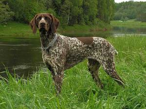 Немецкий курцхаар: описание породы, характер и уход