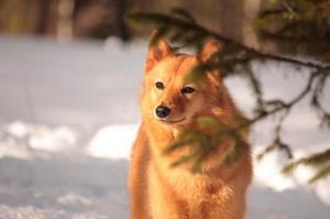 Породы собак, похожих на лису: топ-10 домашних любимцев