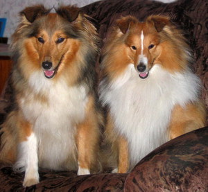 Собаки шелти иколли