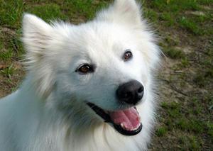 Собака американский эскимос