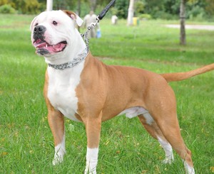 Как содержать американского дога