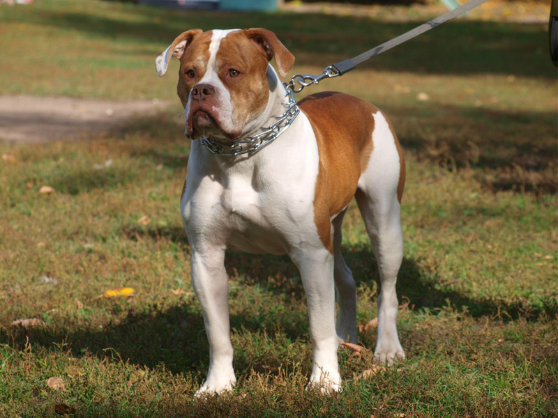 Американский бульдог Особенности собаки догов