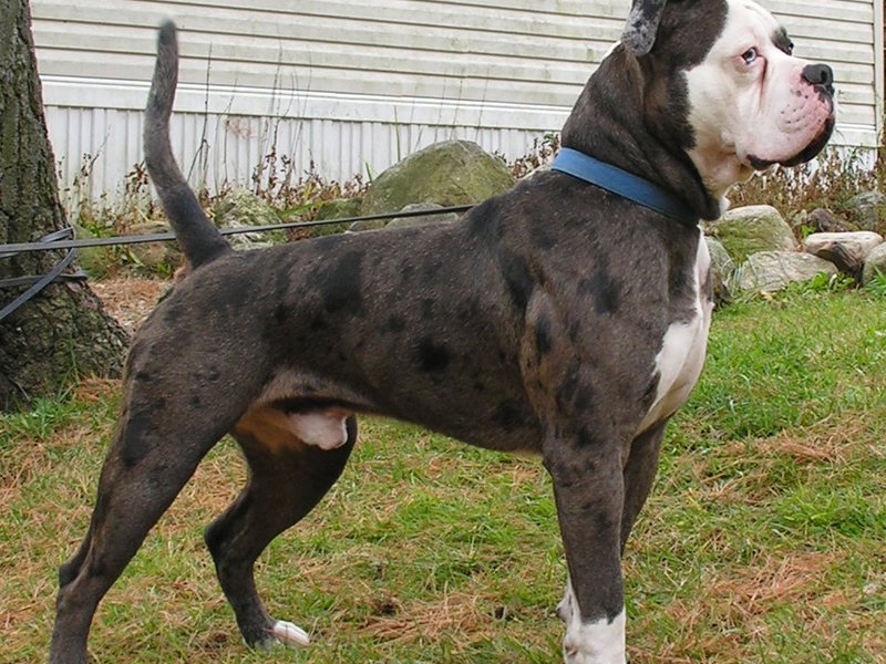 Внешний вид американского бульдога Характер догов