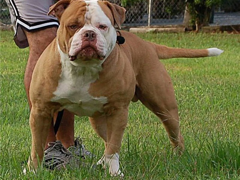 Окрас и тип шерсти Нрав собаки дога