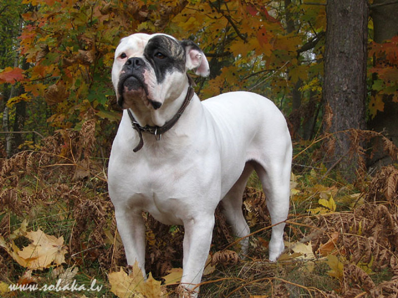 Чем кормить американского бульдога Американский дог