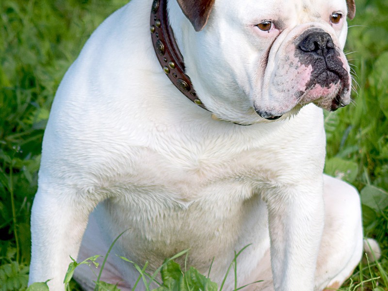 Содержание породы собаки Чем питается дог