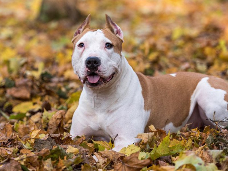 Американский бульдог Как выглядит американский дог
