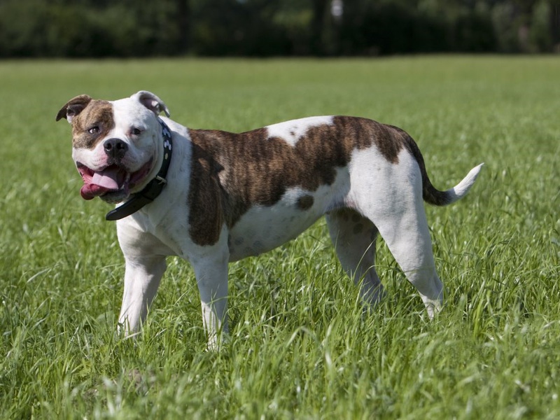 Как выглядит американский бульдог Описание породы собаки