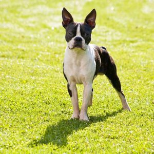 Порода бостон-терьер