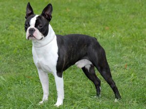 Стандарт породы