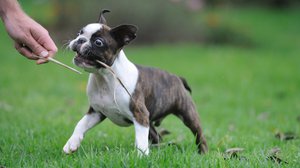 Бостон-терьер - позитивная собака