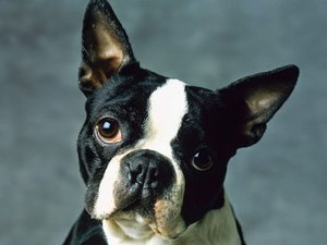 Чем болеет бостон терьер