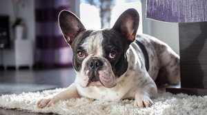Французский бульдог: описание породы и характер