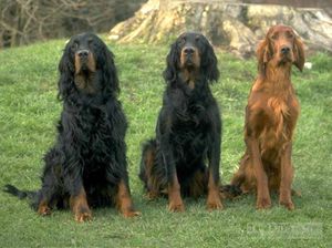 Собаки породы сеттер гордон