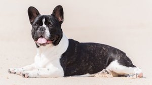 Происхождение 