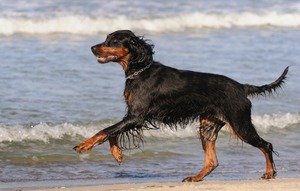 Охотничья собака шотландский сеттер гордон