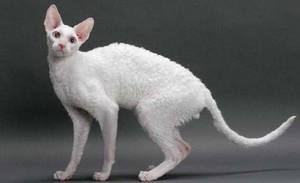 Корниш-рекс: уход, цена и особенности породы