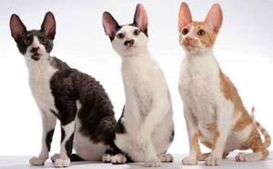 Коты породы Корниш-рекс