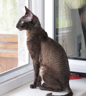 Характер кошек Корниш-рекс