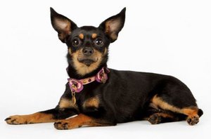 Разновидности собак терьеров