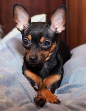 Собаки терьеры