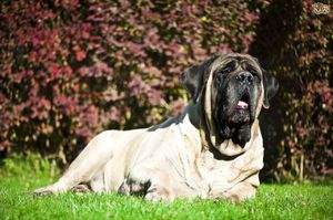 Характер мастифов