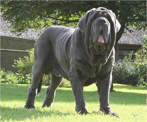 Содержание мастифа