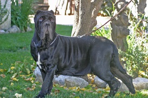 Внешний вид мастифа