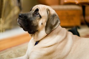 Английский мастиф: описание породы, характер и внешность