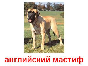 Мастифы в домашних условиях