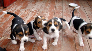 Щенки гончей