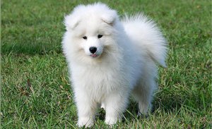 Основные требования к питанию щенков