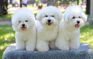 Бишон фризе: характер собаки