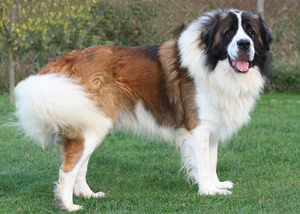 Московская сторожевая: характеристика породы и особенности содержания