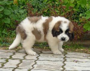 Московская сторожевая: как не ошибиться при выборе щенка