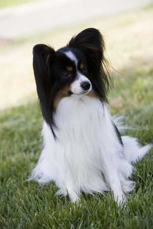 Требования к породе папильон