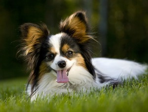 Папильоны отличаются доверчивостью и жизнерадостностью