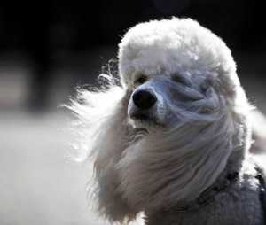 Порода собак  пудель